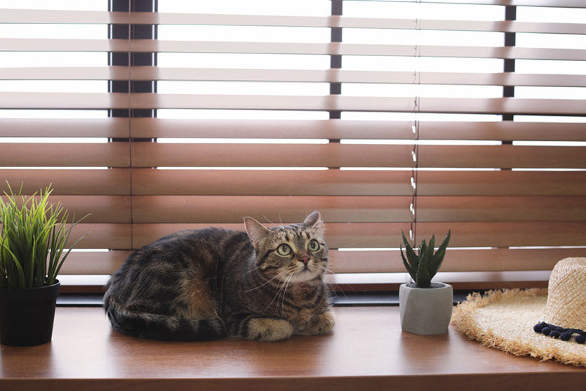 So, Your Blinds Are Too Long? Let’s Fix That!