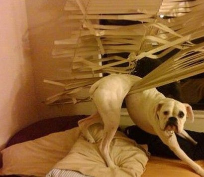 Oh No! Not the blinds!